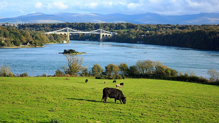 buwch mewn cae gyda pont yn y cefndir